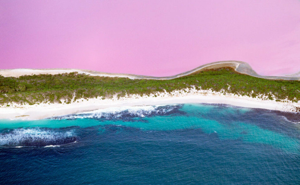 I Lake Hillier i Australien har rosa vatten. Foto: IBL I Lake Hillier i Australien har rosa vatten. Foto: IBL