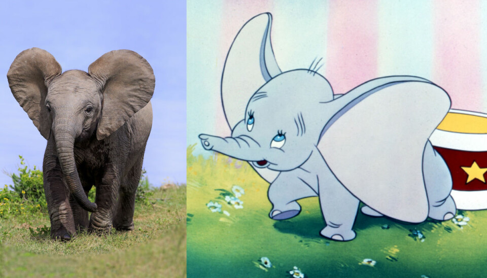 Dumbo blir ny Disneyfilm (med riktiga bebis-elefanter!)