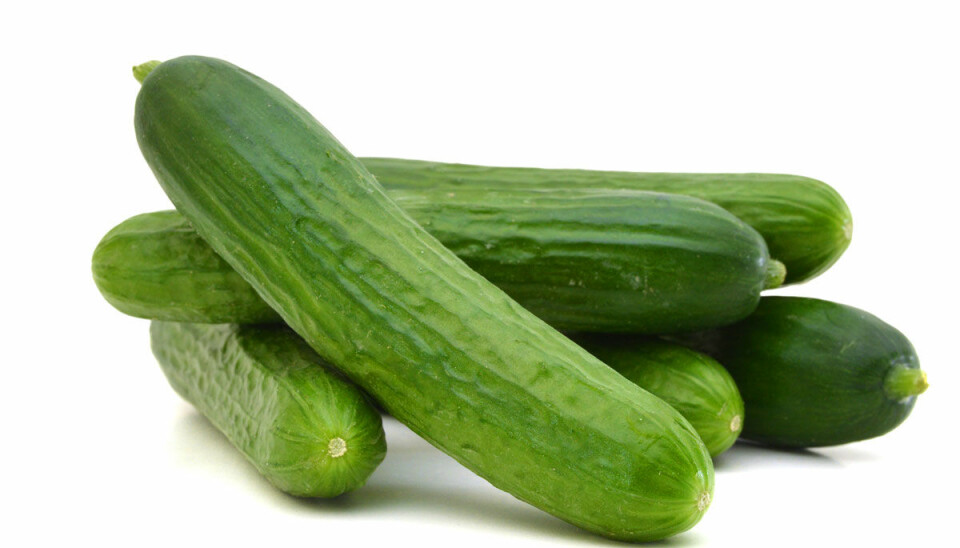 Fråga FRIDA: Vad ska jag tänka på om jag köper en dildo?