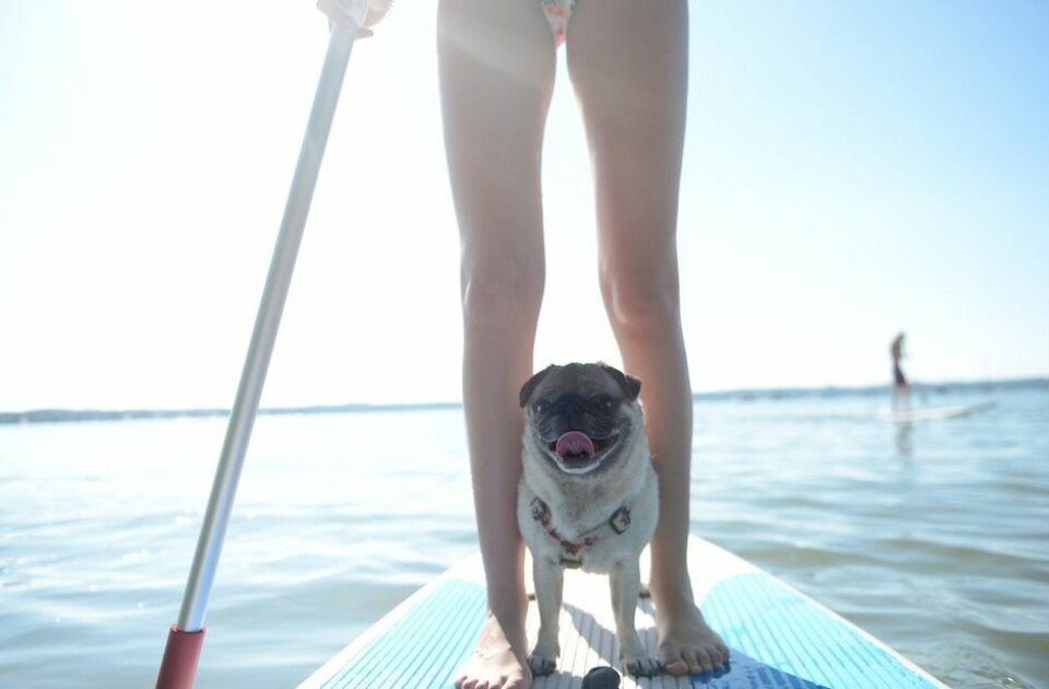 32. Utmana dig genom att testa något nytt. Som paddleboarding!