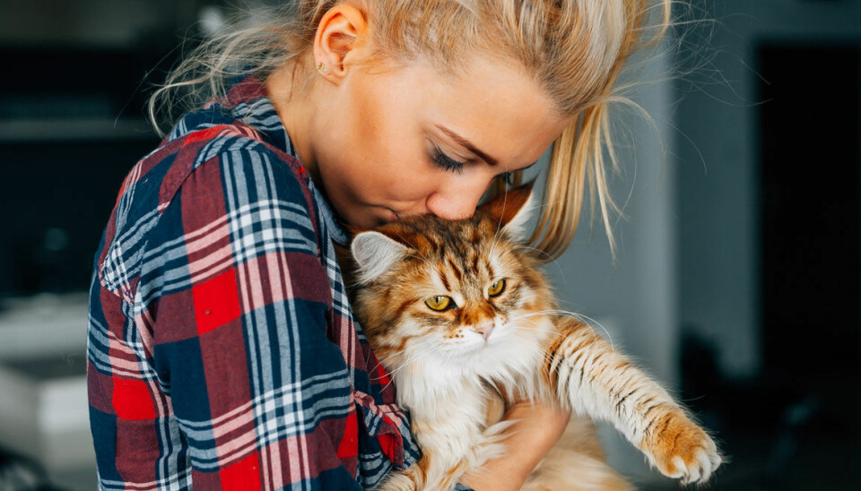 Nytt vaccin gör det möjligt för allergiker att ha katt