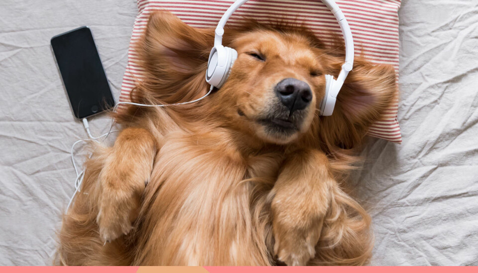 Spotify lanserar 'Pet playlists' för husdjur