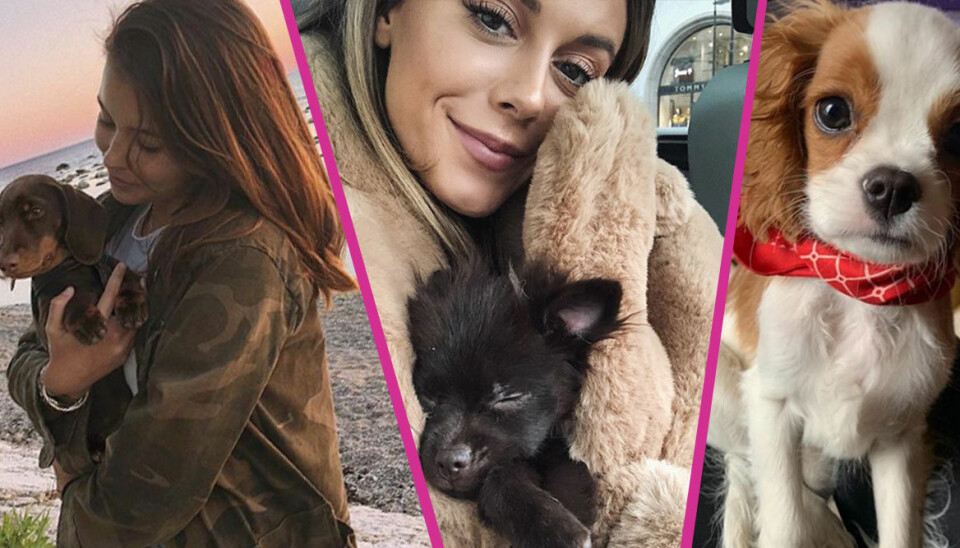7 svenska kändisar som har skaffat hund: 'Villkorslös kärlek'